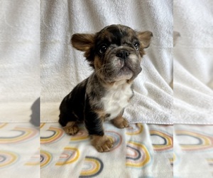 French Bulldog Puppy for Sale in SYRACUSE, Utah USA