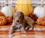 Puppy Cinnamon Goldendoodle