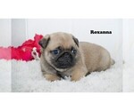 Small Photo #2 Pug Puppy For Sale in CLARE, MI, USA
