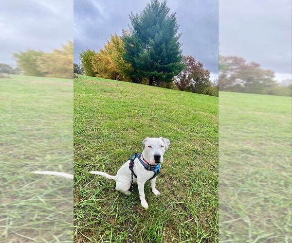 Medium Photo #3 American Bulldog-Unknown Mix Puppy For Sale in Hillsboro, MO, USA