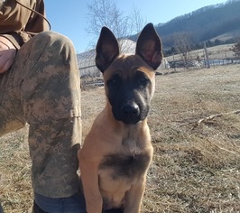 Belgian Malinois Puppy for sale in TAZEWELL, TN, USA