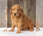 Small Photo #2 Goldendoodle (Miniature) Puppy For Sale in NEW HOLLAND, PA, USA