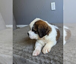 Small Photo #8 Saint Bernard Puppy For Sale in PALM COAST, FL, USA