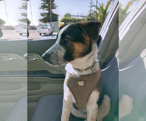 Jack Russell Terrier-Unknown Mix Dogs for adoption in Visalia, CA, USA