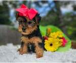 Small #1 Yorkshire Terrier