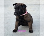 Puppy Light pink Belgian Malinois