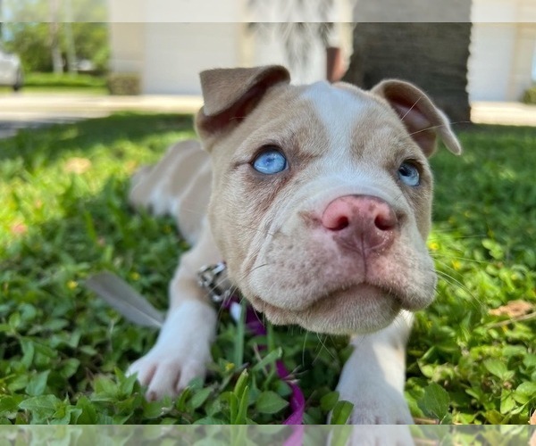 Medium Photo #3 American Bully Puppy For Sale in HIALEAH, FL, USA