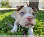 Small Photo #3 American Bully Puppy For Sale in HIALEAH, FL, USA