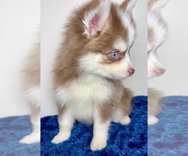 Medium Photo #8 Pomsky Puppy For Sale in NASHUA, NH, USA