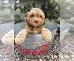 Small #4 Cockapoo
