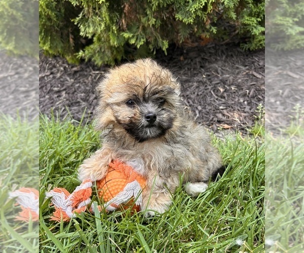 Medium Photo #3 Shiranian Puppy For Sale in MIDDLEBURY, IN, USA