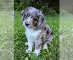 Miniature Bernedoodle Puppy for sale in DENVER, PA, USA