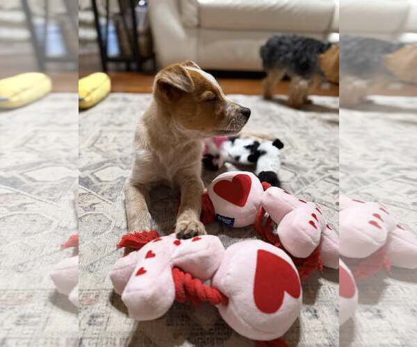 Medium Photo #3 - Mix Puppy For Sale in Turlock, CA, USA