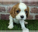 Small #5 Cavalier King Charles Spaniel