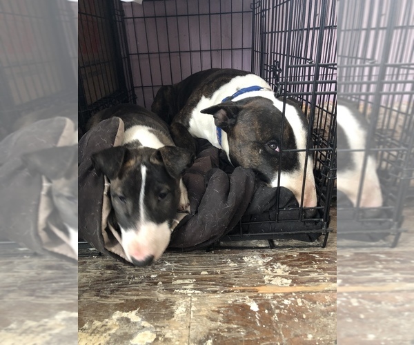 Medium Photo #4 Bull Terrier Puppy For Sale in CRAWFORD, CO, USA