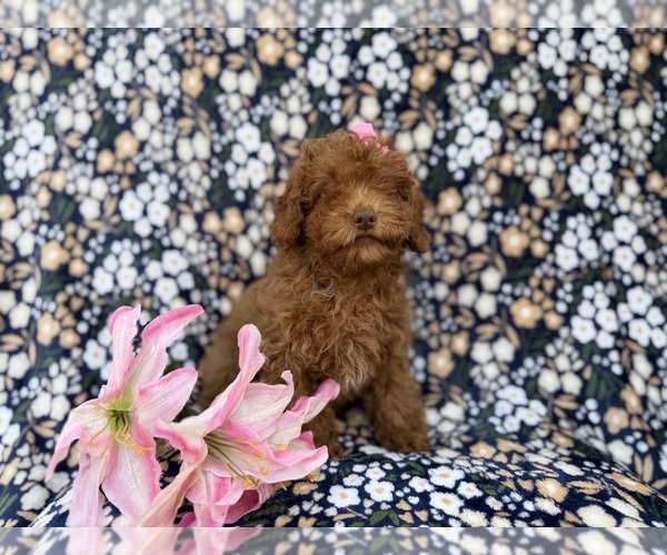 Medium Photo #8 Cavapoo (Miniature) Puppy For Sale in LAKELAND, FL, USA