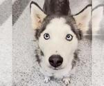 Small #1 Huskies  Mix