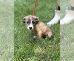 Small #3 Mutt