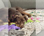 Small #1 Australian Shepherd Mix