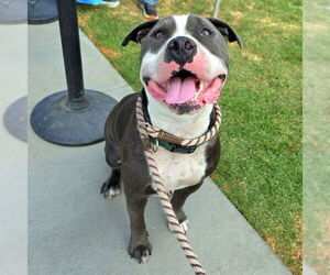 American Pit Bull Terrier Dogs for adoption in Long Beach, CA, USA