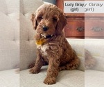 Puppy Lucy Gray Goldendoodle