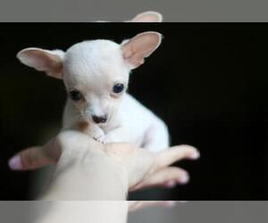 Chihuahua Puppy for sale in MIAMI, FL, USA