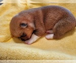 Small Photo #1 Pembroke Welsh Corgi Puppy For Sale in JURUPA VALLEY, CA, USA
