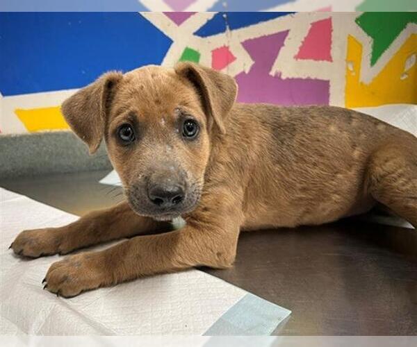 Medium Photo #1 Mutt Puppy For Sale in Baytown, TX, USA