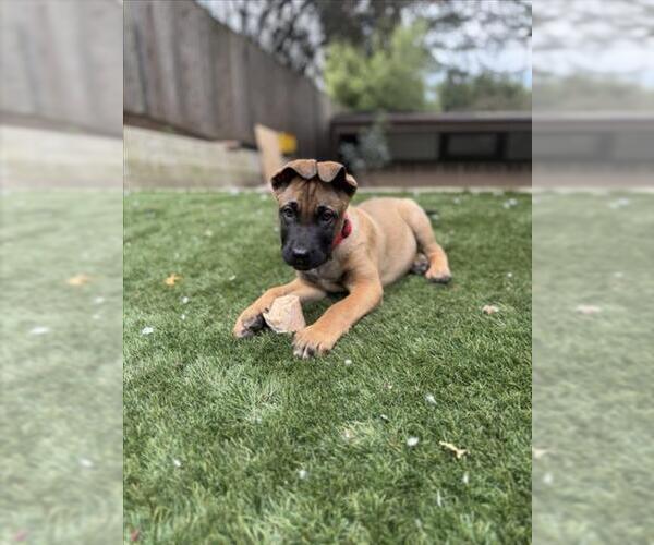 Medium Photo #1 Mastiff-Unknown Mix Puppy For Sale in Santa Cruz, CA, USA