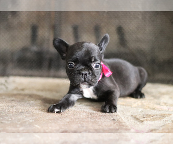 Medium Photo #8 French Bulldog Puppy For Sale in LAWRENCEVILLE, GA, USA