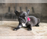 Small Photo #8 French Bulldog Puppy For Sale in LAWRENCEVILLE, GA, USA