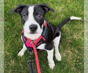 American Boston Bull Terrier Dogs for adoption in Gilberts, IL, USA