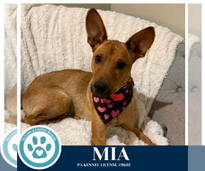 Labrador Retriever-Unknown Mix Dogs for adoption in Kimberton, PA, USA