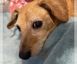 Small #6 Dachshund Mix