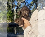 Small Photo #2 Labradoodle Puppy For Sale in OCALA, FL, USA