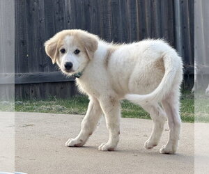Great Pyrenees-Unknown Mix Dogs for adoption in Dallas, TX, USA