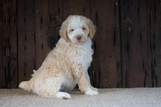 Aussiedoodle-Poodle (Standard) Mix Puppy for sale in KENSINGTON, OH, USA