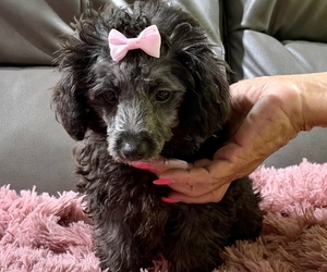 Poodle (Toy) Puppy for sale in BELTON, MO, USA