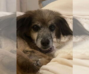 Hubbard - Male Papshund Dog for Adoption - Photo #5