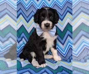 Aussiedoodle Puppy for sale in LANCASTER, PA, USA