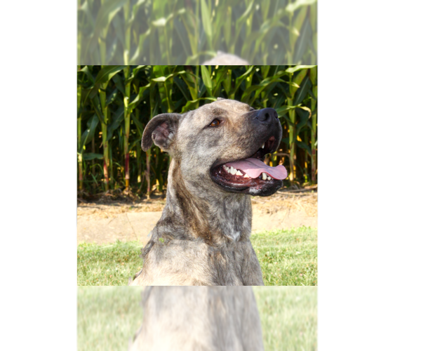 Medium Photo #1 Mutt Puppy For Sale in Evansville, IN, USA