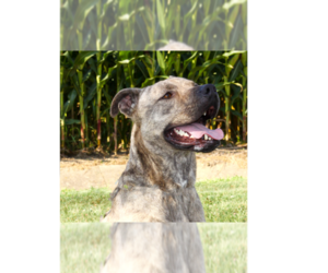 Mutt Dogs for adoption in Evansville, IN, USA