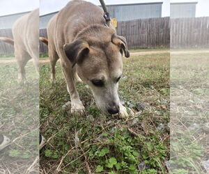 Nate - Male Labrador Retriever Dog for Adoption - Photo #2