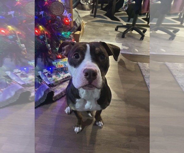 Medium Photo #3 Mutt Puppy For Sale in Sheboygan, WI, USA