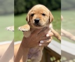 Small #5 Labrador Retriever