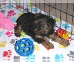 Small Photo #8 Yorkshire Terrier Puppy For Sale in ORO VALLEY, AZ, USA
