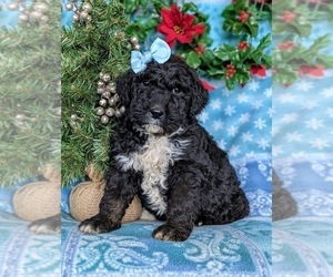 Bernedoodle-Poodle (Standard) Mix Puppy for sale in CHRISTIANA, PA, USA
