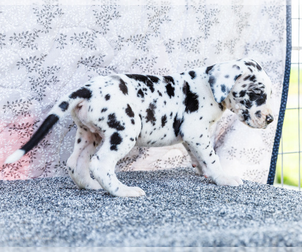 Medium Photo #5 Great Dane Puppy For Sale in WAKARUSA, IN, USA