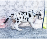 Small #3 Great Dane