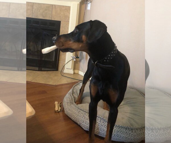Medium Photo #6 Doberman Pinscher Puppy For Sale in Buffalo, MN, USA